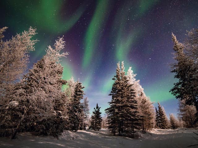 Aurora boreal na floresta